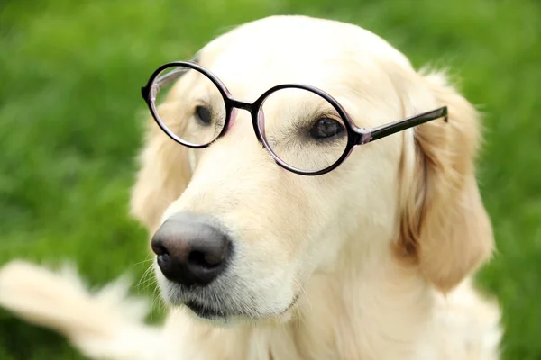 Adorable Labrador in glasses — Stock Photo, Image