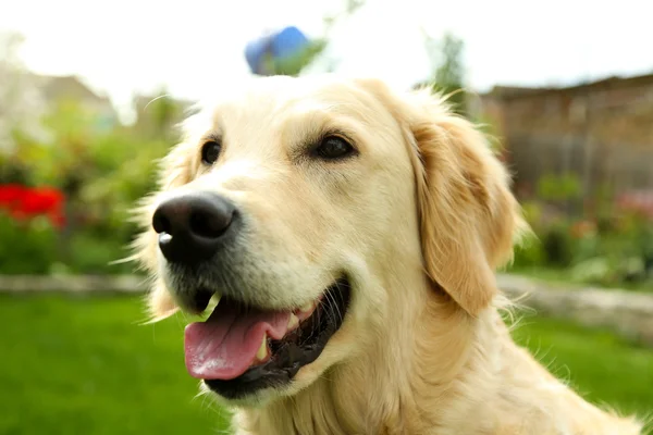 Urocza labrador siedzi na zielonej trawie, na zewnątrz — Zdjęcie stockowe