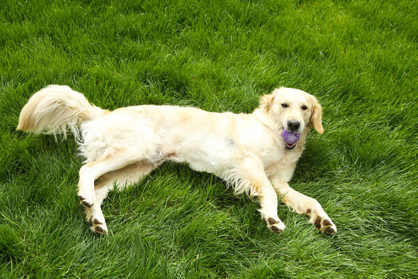 Adorable Labrador lying on green grass, outdoors