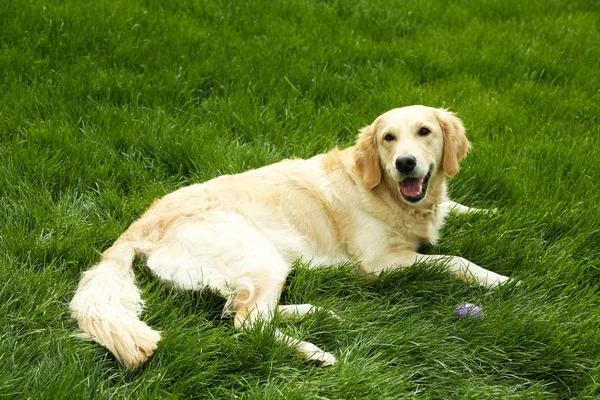Adorable Labrador couché sur l'herbe verte, à l'extérieur — Photo