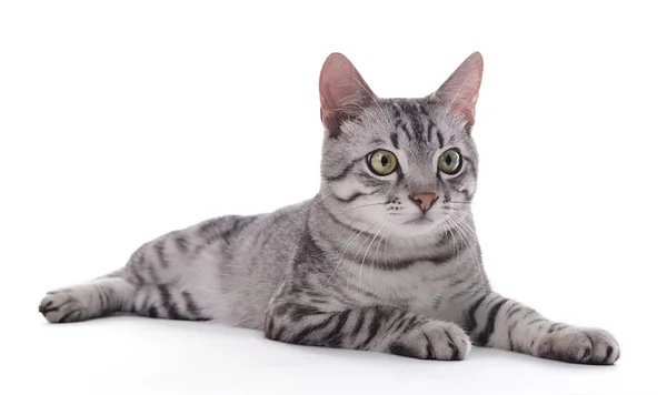 Gato bonito isolado em branco — Fotografia de Stock