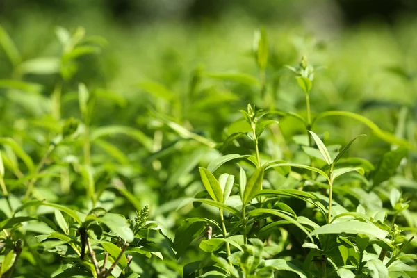 Green leaves of bush, closeup — Stock Photo, Image