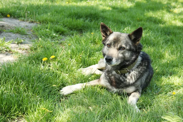 Chien couché sur l'herbe verte, à l'extérieur — Photo