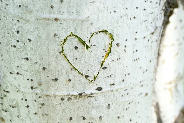 Coeur sculpté dans l'arbre — Photo
