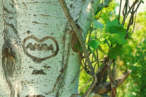 Srdce vytesané ve stromu — Stock fotografie