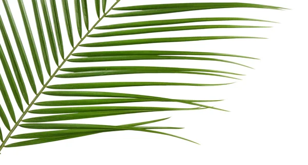 Schönes Palmblatt — Stockfoto