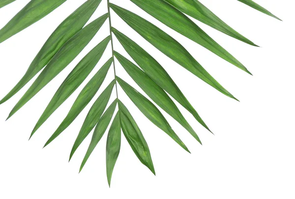Bela folha de palma — Fotografia de Stock