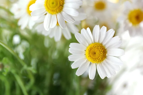 Mooi boeket van madeliefjes — Stockfoto