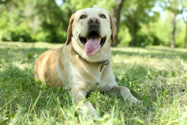 可爱的小狗放在绿草背景 — 图库照片