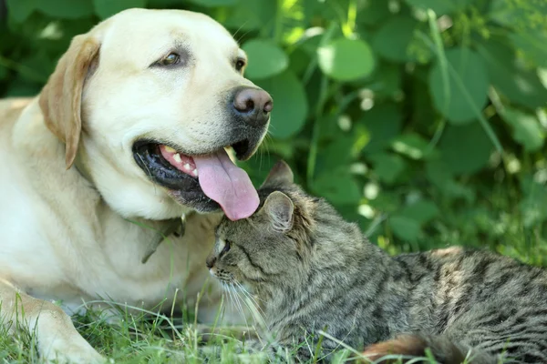 Hund und Katze freundlich — Stockfoto