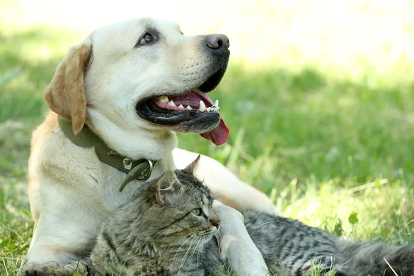 Vriendelijke hond en kat — Stockfoto