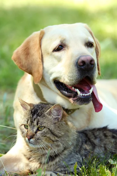 Cão amigável e gato — Fotografia de Stock