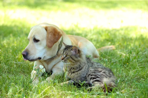 Дружелюбная собака и кошка — стоковое фото