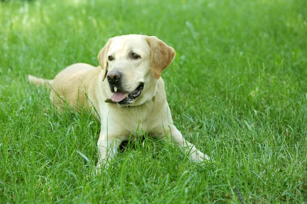 可爱的小狗在绿色的草地休息 — 图库照片