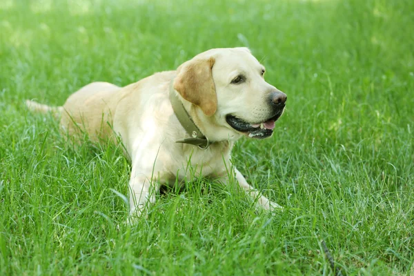 Sevimli köpek yeşil çim üzerinde dinlenme