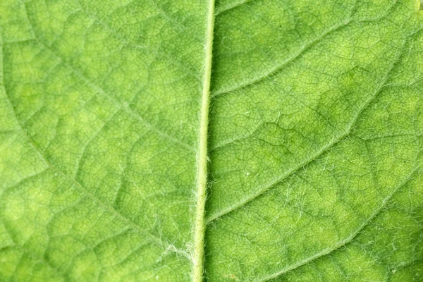 Closeup of green leaf — Stock Photo, Image
