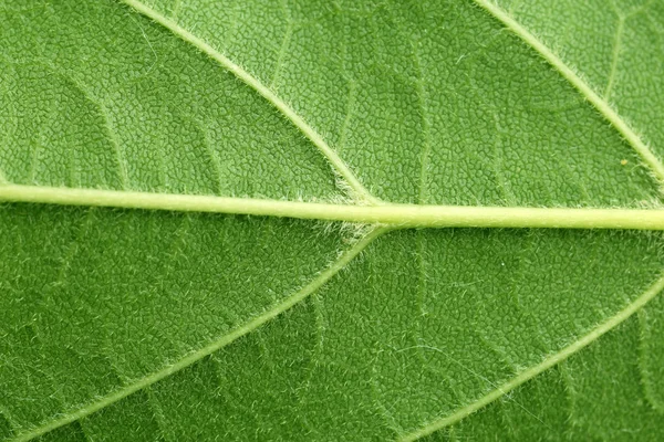 Detailní záběr zeleného listu — Stock fotografie
