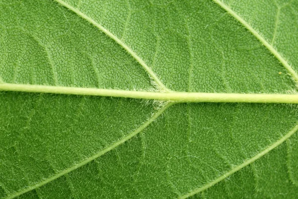 Close-up de folha verde — Fotografia de Stock