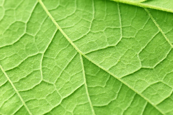 Primer plano de la hoja verde — Foto de Stock