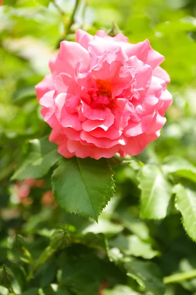 Beautiful rose on green bush in garden — Stock Photo, Image