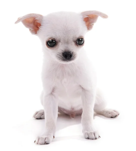 Imádnivaló chihuahua kutya a elszigetelt fehér — Stock Fotó