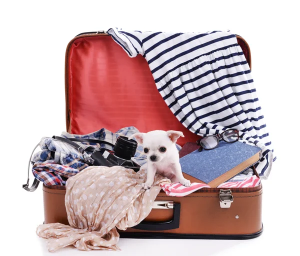 Adorable chihuahua chien en valise avec des vêtements isolés sur blanc — Photo