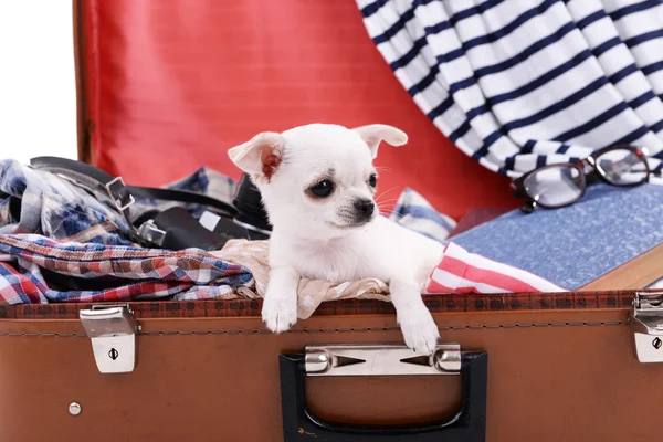 Adorable perro chihuahua en maleta con ropa de cerca —  Fotos de Stock