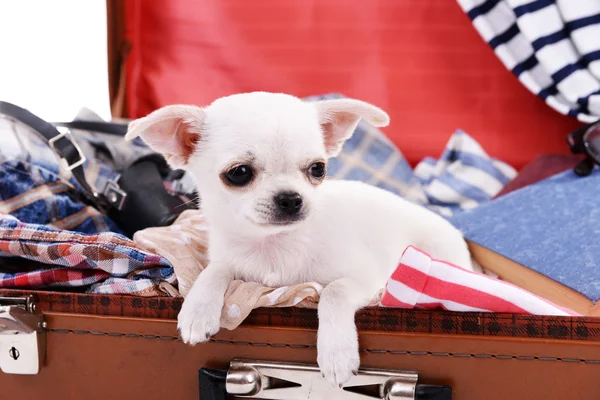Adorable chihuahua dog in suitcase with clothing close up — Stock Photo, Image