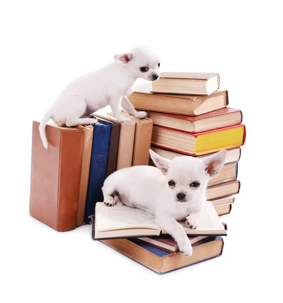 Adorables chihuahua chiens sur tas de livres isolés sur blanc — Photo