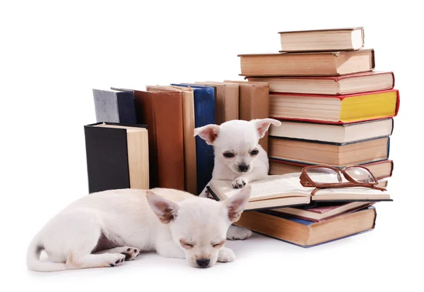 Chihuahua śliczny psy i sterty książek na białym tle — Zdjęcie stockowe