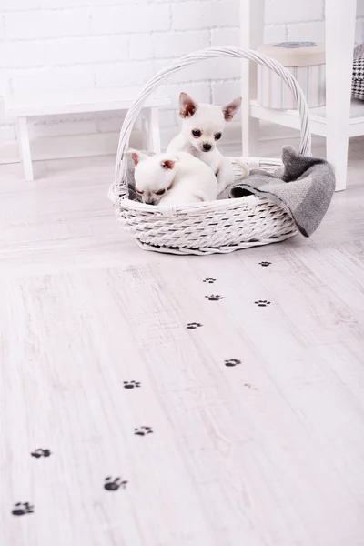 Çok güzel chihuahua köpek sepeti ve çamurlu pati izlerini odasında ahşap zemin üzerinde — Stok fotoğraf