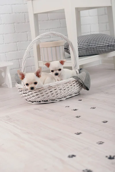 可爱的吉娃娃狗篮子和泥泞的爪印，房间里的木地板上 — 图库照片