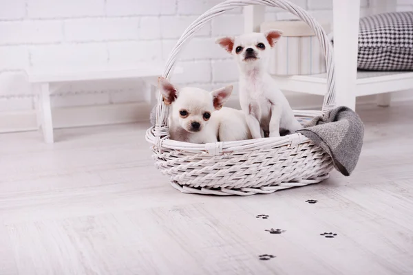 Adorables perros chihuahua en canasta y huellas de patas fangosas en piso de madera en la habitación —  Fotos de Stock