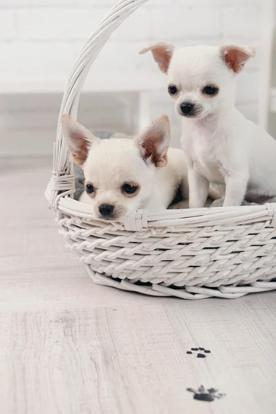 Adorables perros chihuahua en canasta y huellas de patas fangosas en piso de madera en la habitación — Foto de Stock