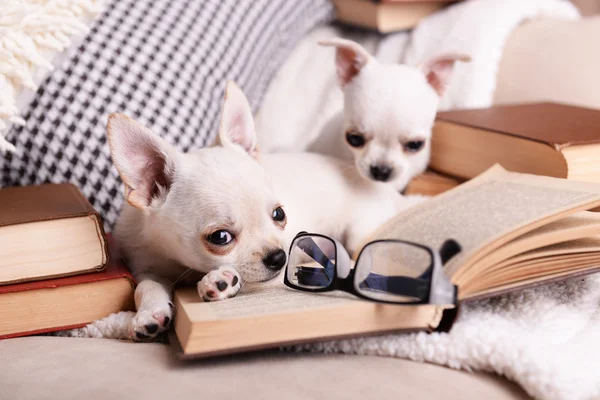 ソファの上の本の愛らしいチワワ犬 — ストック写真