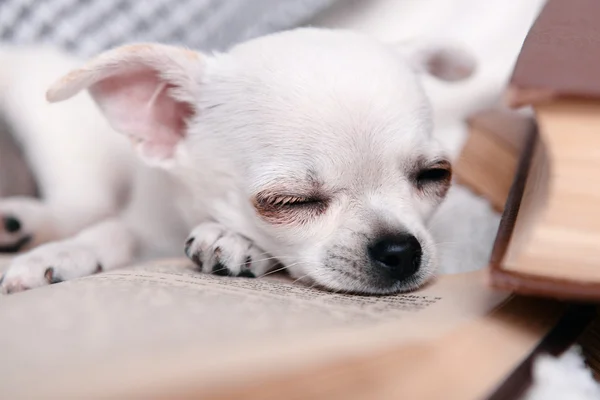 Imádnivaló chihuahua kutya a kanapén könyvek — Stock Fotó