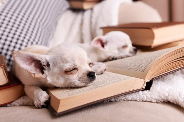 Entzückende Chihuahua-Hunde mit Büchern auf dem Sofa — Stockfoto