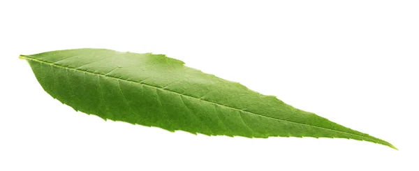 Hoja verde aislada sobre blanco —  Fotos de Stock