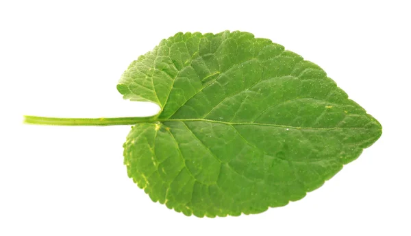 Πράσινο φύλλο απομονωμένο σε λευκό — Φωτογραφία Αρχείου