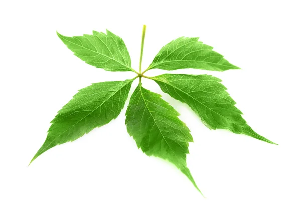 Hoja verde aislada sobre blanco — Foto de Stock