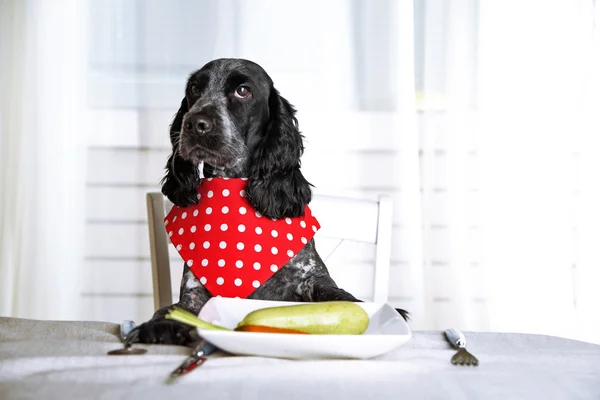 Cão olhando para prato de legumes frescos na mesa de jantar — Fotografia de Stock