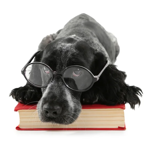 Russischer Spaniel mit Buch und Brille isoliert auf weiß — Stockfoto