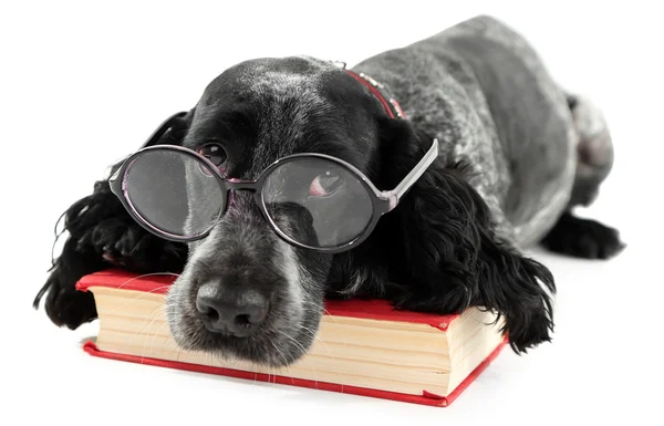 Russischer Spaniel mit Buch und Brille isoliert auf weiß — Stockfoto