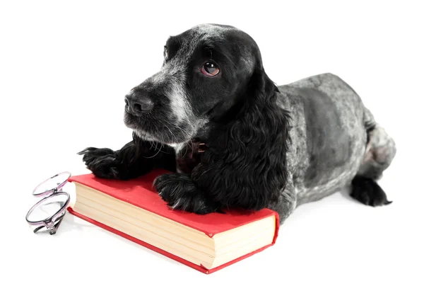 Ryska spaniel med bok och glasögon isolerad på vit — Stockfoto