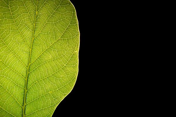 Green leaf on black background — Stock Photo, Image