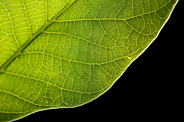 Πράσινο φύλλο σε μαύρο φόντο — Φωτογραφία Αρχείου