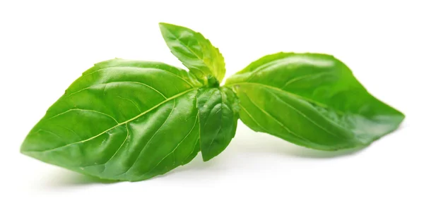 Green fresh basil — Stock Photo, Image