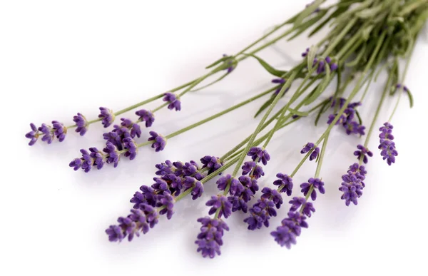 Flores de lavanda isoladas em branco — Fotografia de Stock