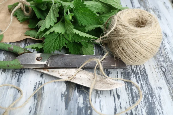 Leaves of lemon balm — Stock Photo, Image