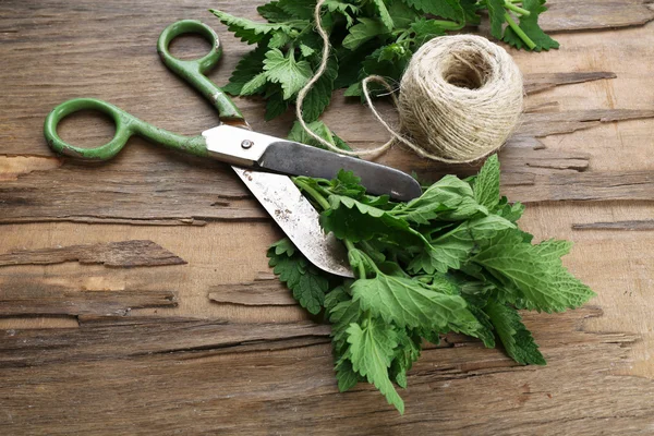 Leaves of lemon balm — Stock Photo, Image